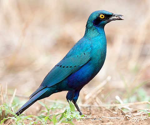 Greater Blue-eared Starling
